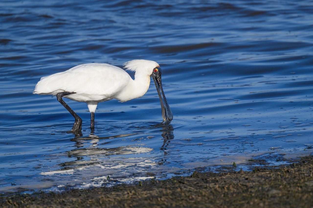 What Is The Difference Between Neoprene And Breathable Waders?