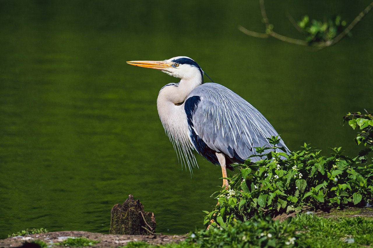 What Is The Difference Between Neoprene And Breathable Waders?