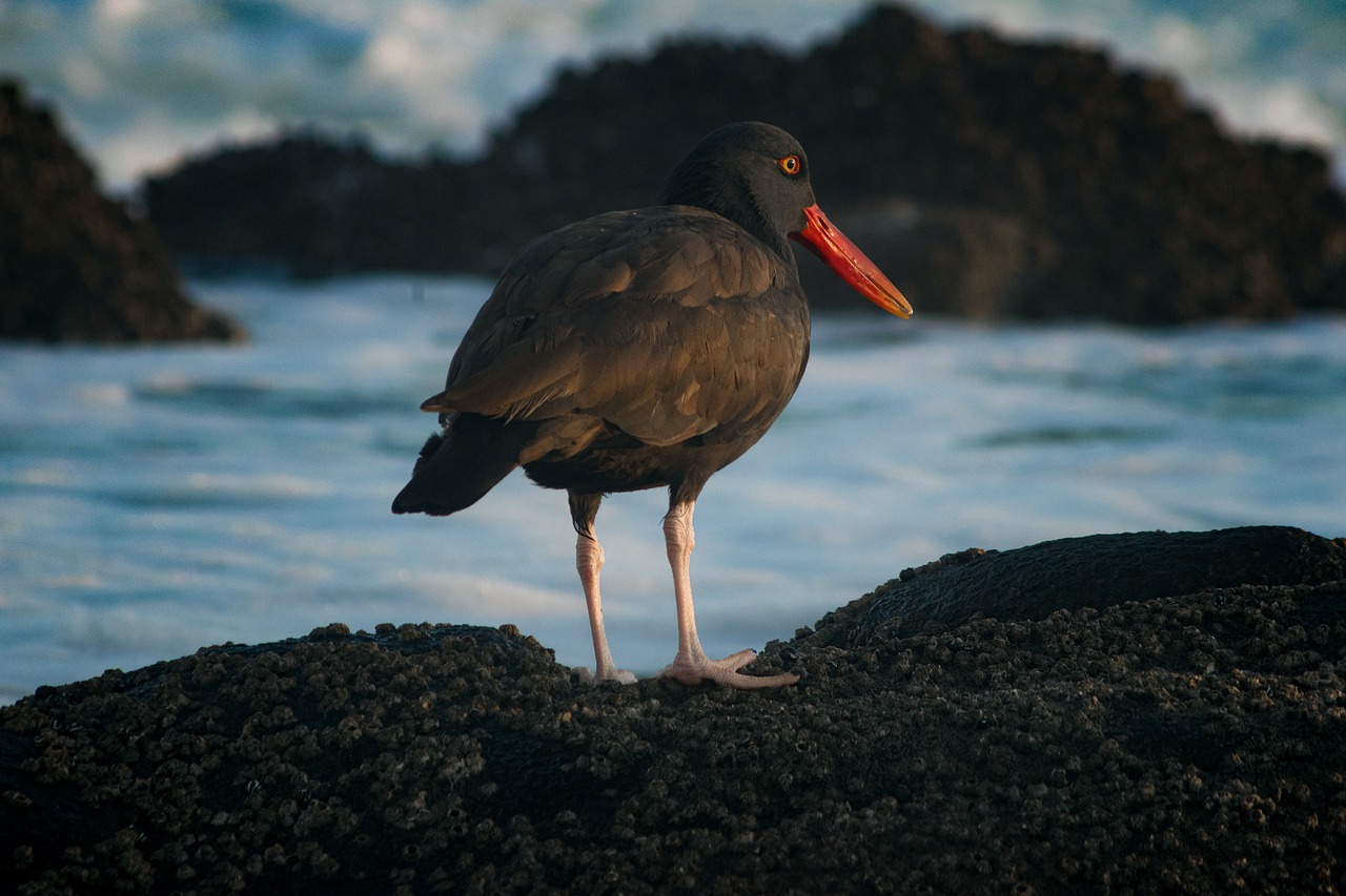 What Is The Difference Between Neoprene And Breathable Waders?