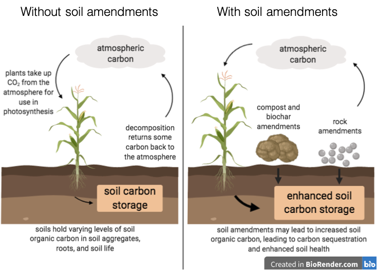 Understanding the Importance of Soil Amendments