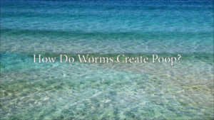 How Do Worms Create Poop?