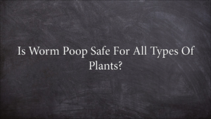 Is Worm Poop Safe For All Types Of Plants?