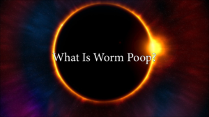 What Is Worm Poop?