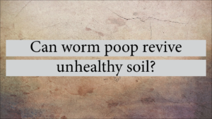 Can Worm Poop Revive Unhealthy Soil?